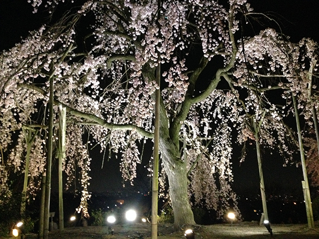 宇治市植物公園 しだれ桜夜間無料公開